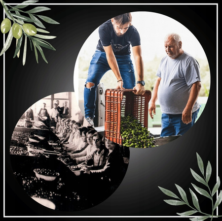 Oliwa z Oliwek 100ml Extra VIRGIN GRECKA niefiltrowana ZBIÓR 2024/25