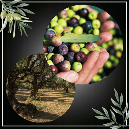 Oliwa z Oliwek 100ml Extra VIRGIN GRECKA niefiltrowana ZBIÓR 2024/25